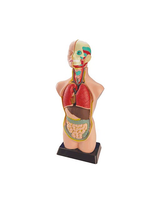 MINILAND SET ANATOMIA TORSO 11PIEZAS 50CM - 99020